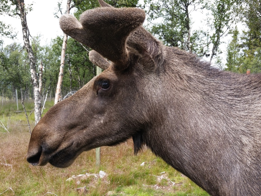 Noorwegen met kids tips