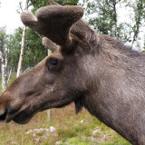 Afbeelding voor Eland