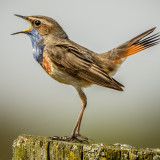 Afbeelding voor Natuur in de Provincie Antwerpen