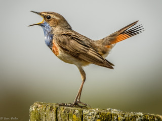 Afbeelding voor Natuur in de Provincie Antwerpen