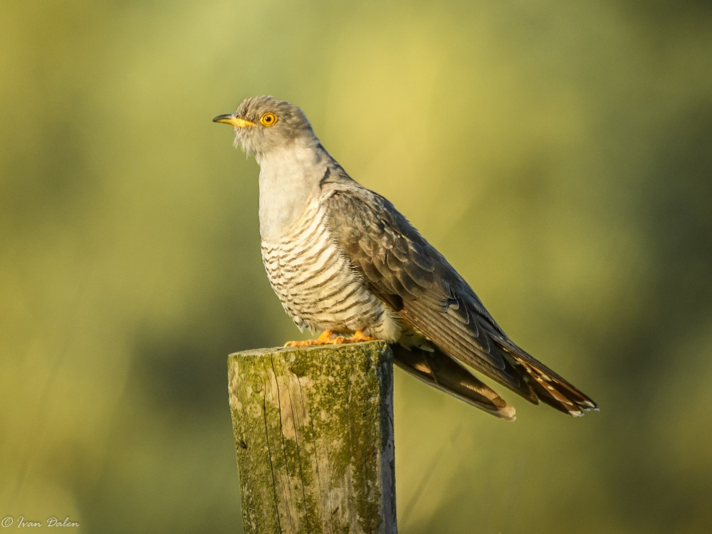 Natuur in de Kempen