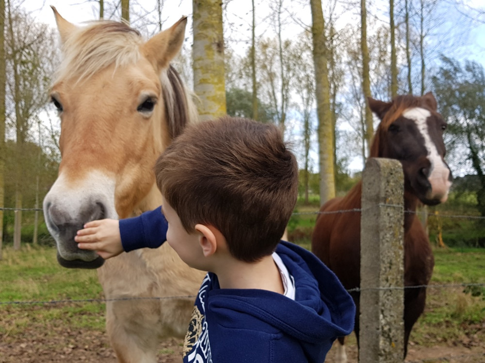 Dag paarden