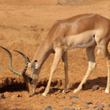 Afbeelding voor Nationale Parken in Zuid-Afrika