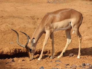 Afbeelding voor Nationale Parken in Zuid-Afrika