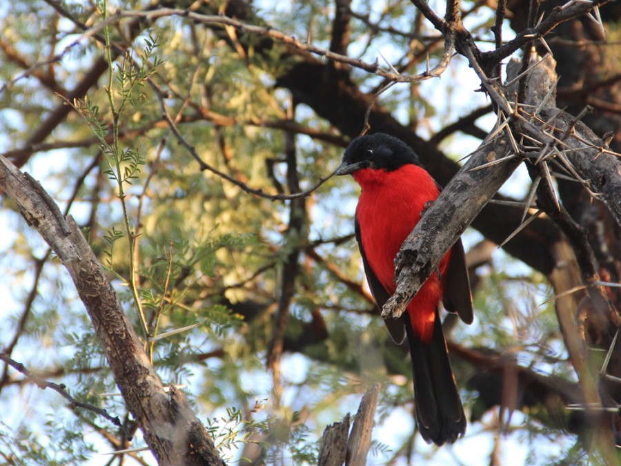 Vogels in Kruger