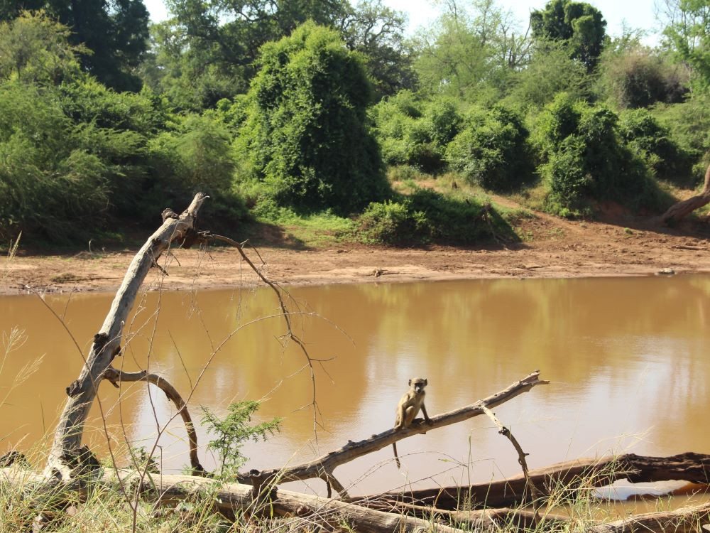 Aapje in Kruger