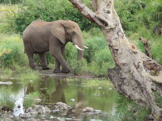 Afbeelding voor Kruger Nationaal Park in Zuid-Afrika