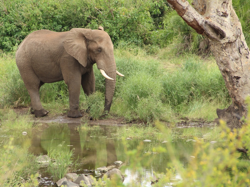 Olifant in Zuid-Afrika