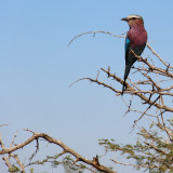 Afbeelding voor Dieren in Kruger