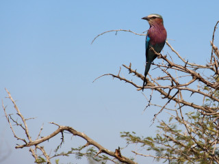 Afbeelding voor Dieren in Kruger