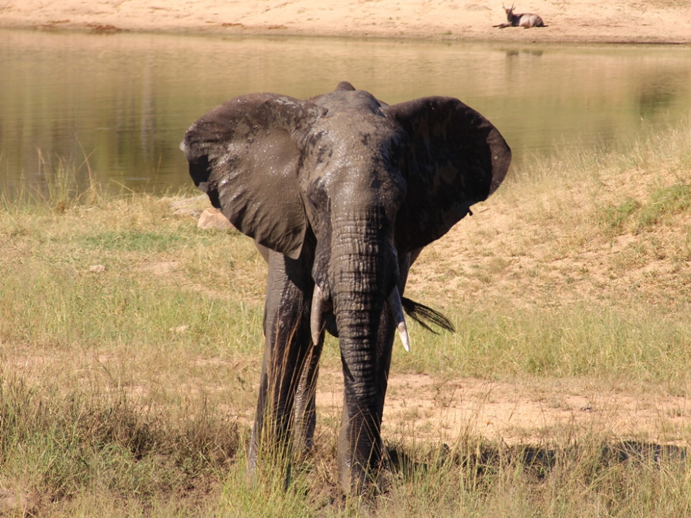 Dieren Kruger