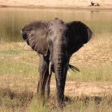 Afbeelding voor Dieren in Kruger