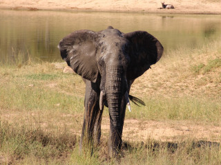 Afbeelding voor Dieren in Kruger