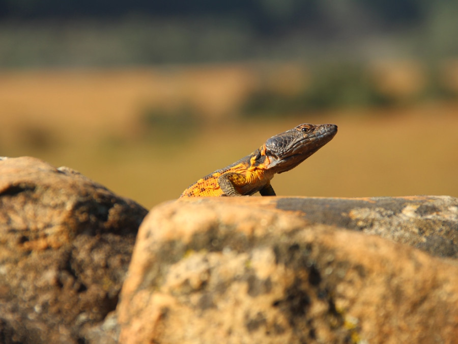 Dieren in Blyde River