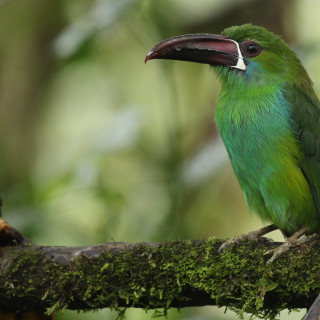 Afbeelding voor Mindo in Ecuador