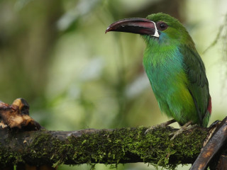 Afbeelding voor Mindo in Ecuador