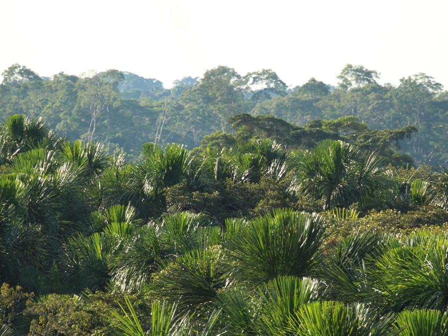 Yasuni np