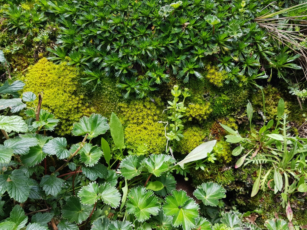 Planten en mossen