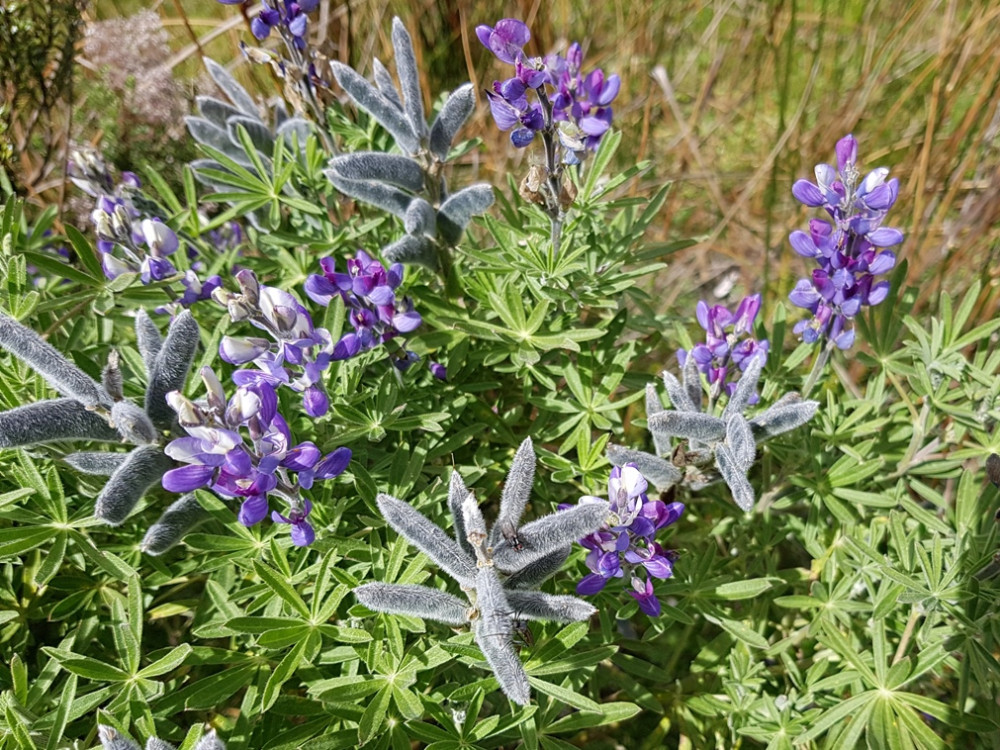 Flora Cotopaxi