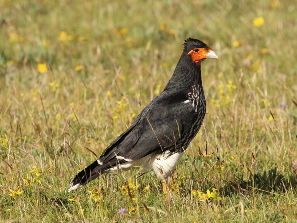 Caracara