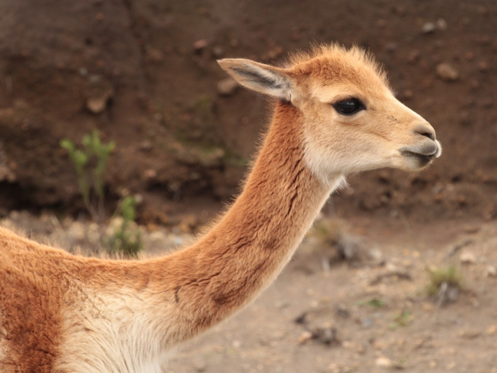 Vicuña