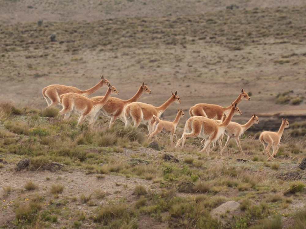 Vicuña's bij Chimborazo