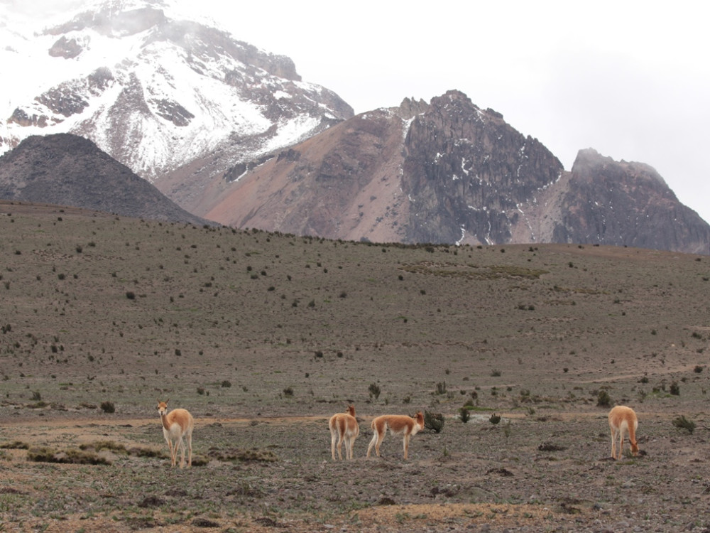 Chimborazo