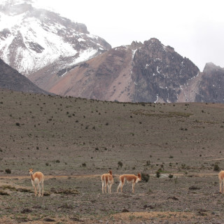 Afbeelding voor Chimborazo vulkaan