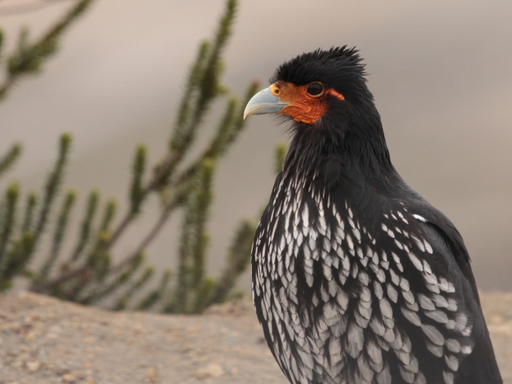 Caracara