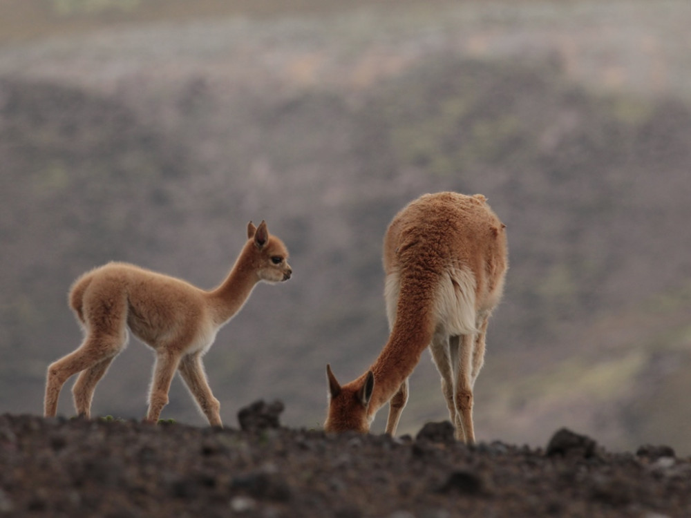 vicuna