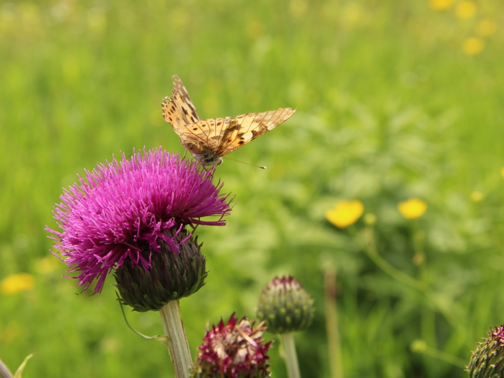 Flora en fauna Slowakije