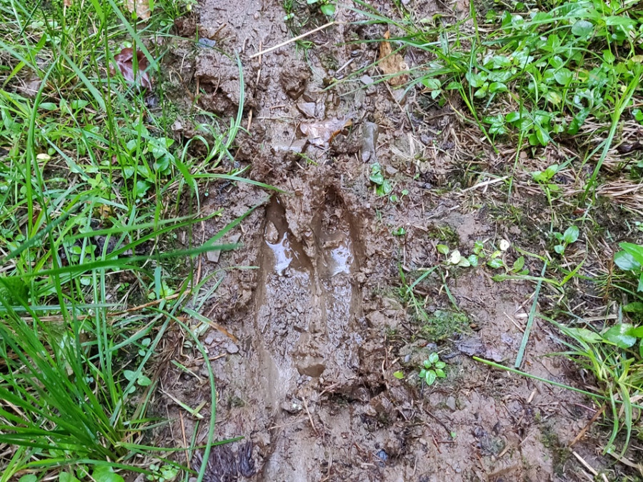 Wilde dieren in de natuur