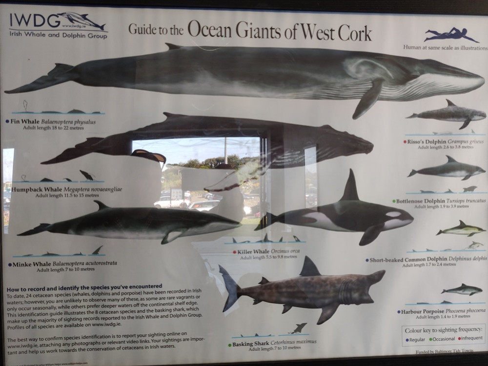 Walvissoorten in Ierland