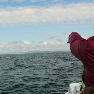 Afbeelding voor Walvissen in Ierland