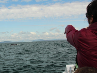 Afbeelding voor Walvissen in Ierland
