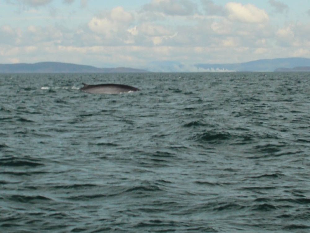 Fin whale - gewone vinvis