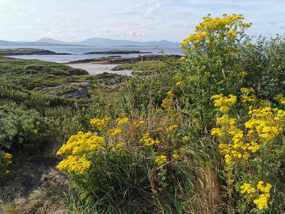 Kust in Cork