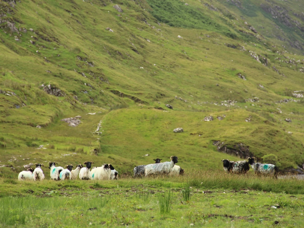 Connemara