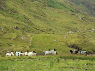 Afbeelding voor Ierland