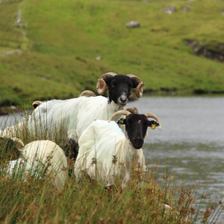 Afbeelding voor Connemara