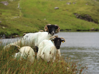 Afbeelding voor Connemara