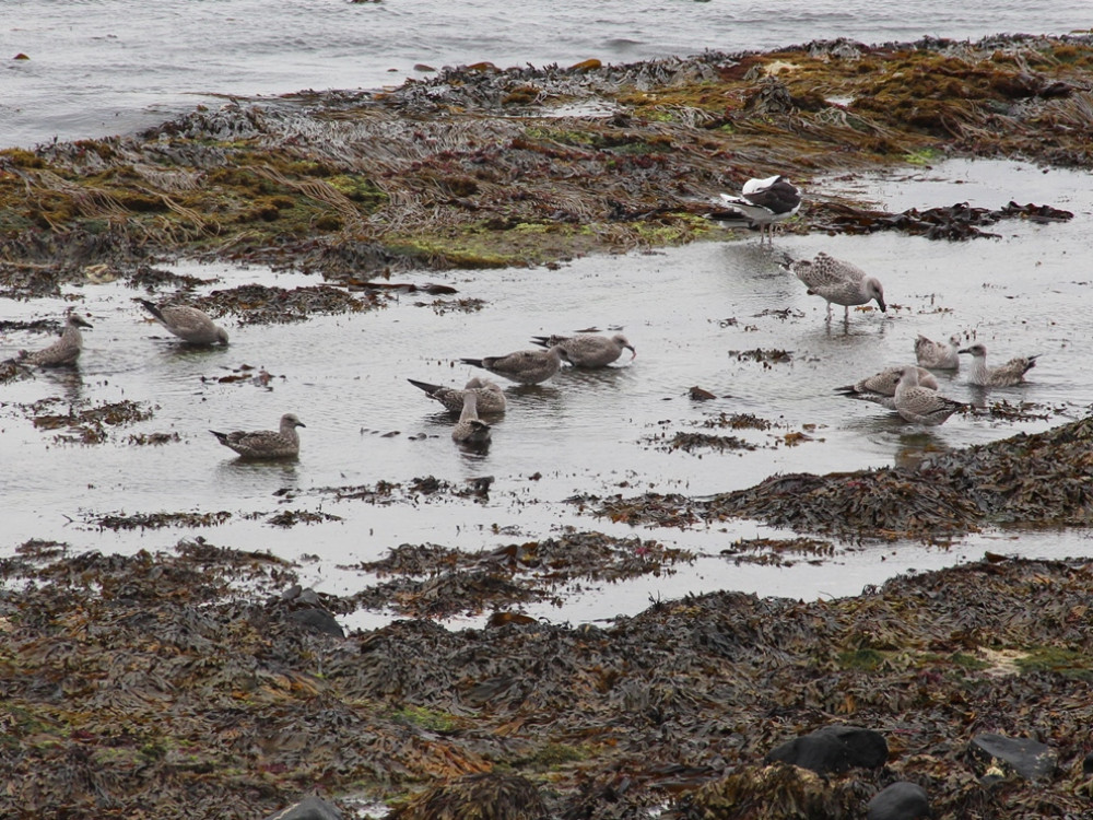 Kust Rathlin Island