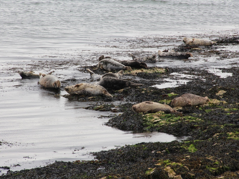 Zeehonden op Rathlin