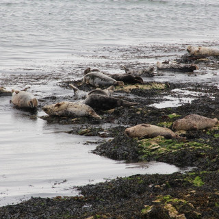 Afbeelding voor Rathlin Island