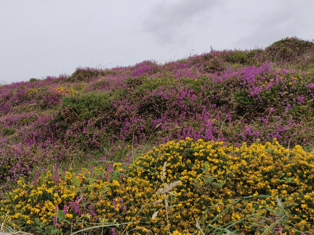 Overal bloemen