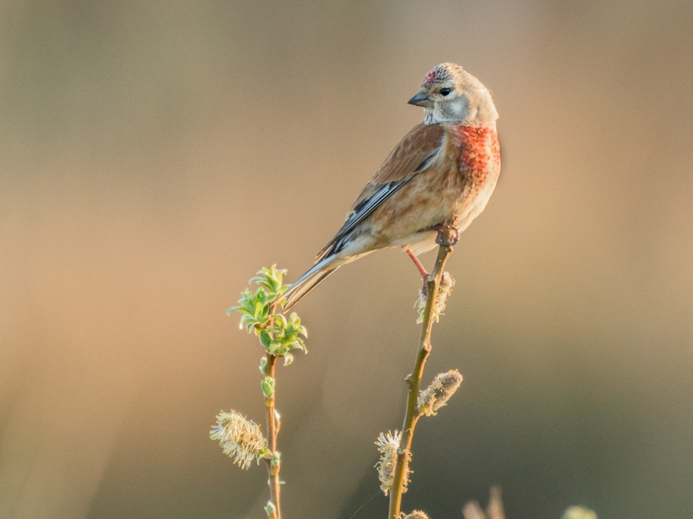 Natuur in België - Kneu