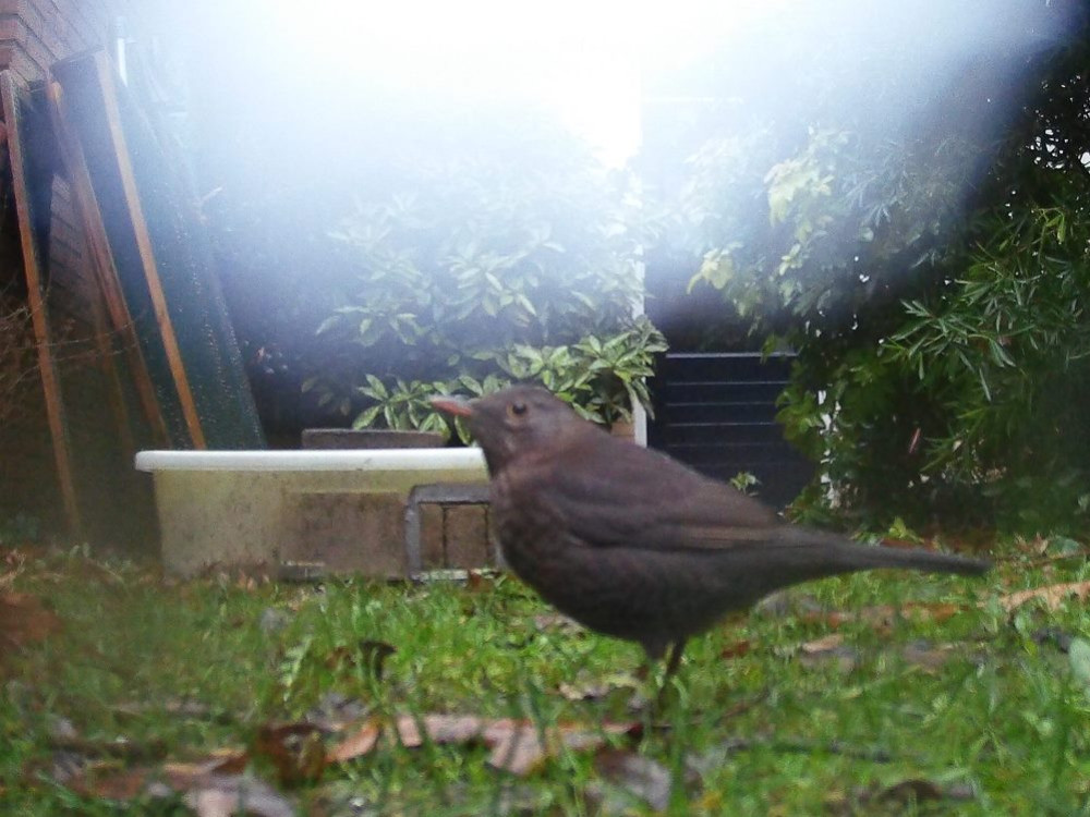 Merel in de tuin