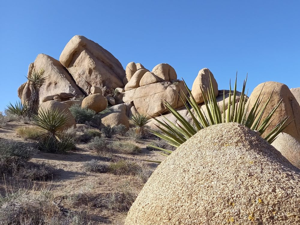 Joshua Tree NP