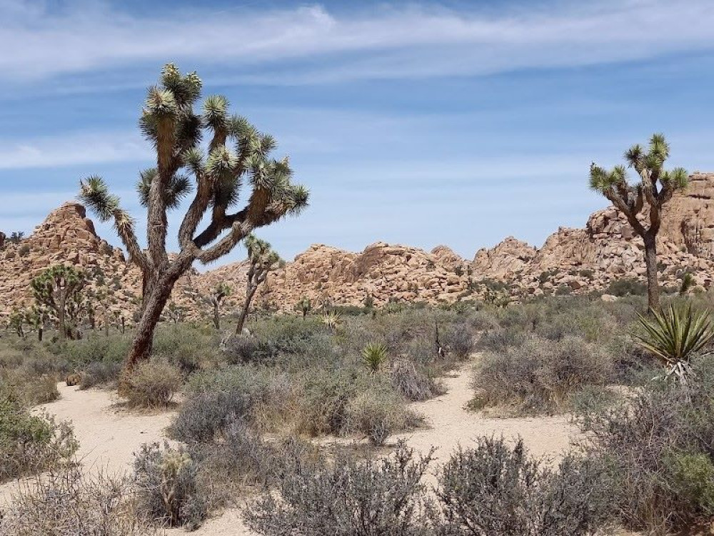 Joshua Tree