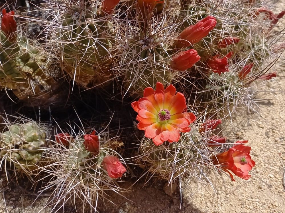 Joshua Tree NP